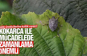 Kahverengi kokarca ile mücadelede kimyasal mücadele uyarısı