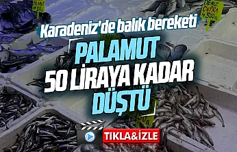 Karadeniz'de balık bereketi tezgahlara yansıdı: Palamut 50 lira