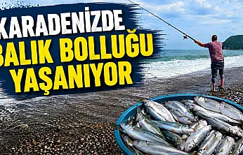 Karadeniz'de balık bolluğu yaşanıyor