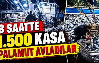 Karadeniz'de palamut bereketi
