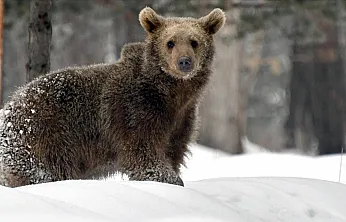 Kış uykusu nedir ? ayılar neden şimdi uyuyorlar?