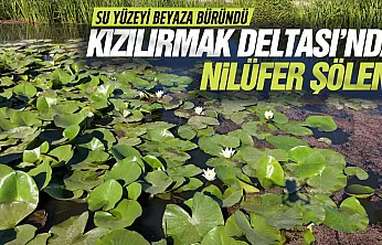 Kızılırmak Deltası'nda nilüferler görsel şölen oluşturdu