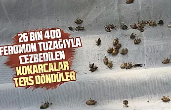 Kokarcalar önce cezbediliyor, sonra öldürülüyor