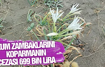 Kum zambaklarını koparmanın cezası 699 bin lira