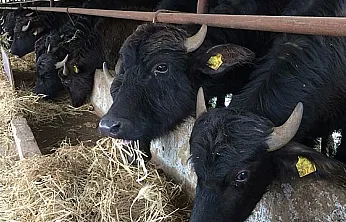 Manda üretiminin başkenti: Samsun zirveyi kimseye bırakmıyor