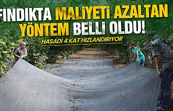 OMÜ'lü uzmandan fındık üreticisine maliyet uyarısı: 'File örtü hasadı 4 kat hızlandırıyor'