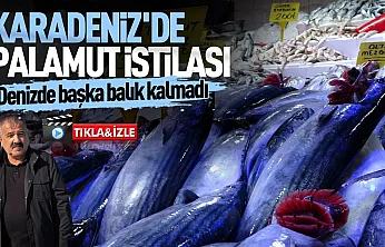 Palamut Karadeniz'i tüketmeden sofralara taşınmalı