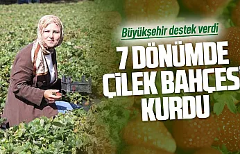 Peyzaj mimarı memleketinde çilek üreticisi oldu
