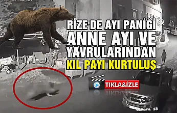 Rize'de Ayı Paniği: Anne Ayı ve Yavrularından Kaçış Anı Kamerada