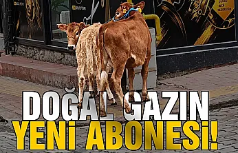 Salıpazarı'nda bilgisizlik mi, umursamazlık mı?Hayvanları Doğal Gaz Borusuna Bağladı