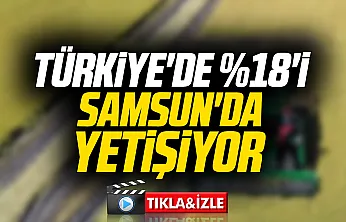 Samsun Bafra'da Çeltik Hasat Günü: Ağalık geliri tarım lisesine bağışlandı