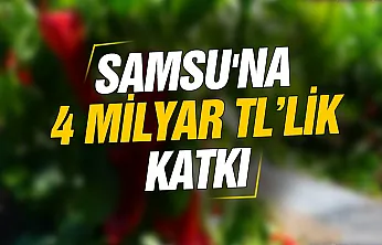 Samsun Bafra Ovası'nda 'kırmızı altın' hasadı başladı