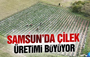 Samsun Büyükşehir destekliyor, çilek üretimi artıyor