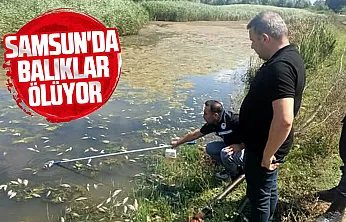 Samsun Çarşamba'da Dumanlı Gölü'ndeki balık ölümlerine inceleme