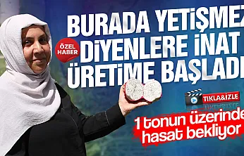 Samsun Çarşamba'da ejder meyvesi hasadı başladı