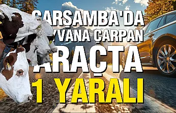 Samsun Çarşamba'da kaza: Büyükbaş hayvana çarpan araçtaki yolcu hastanelik oldu