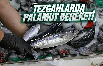 Samsun'da balık sezonunun başlamasıyla tezgâhlarda palamut bolluğu yaşanıyor