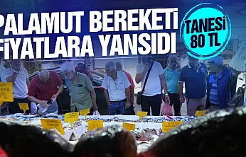 Samsun'da balık tezgahlarında palamut bereketi