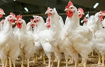 Samsun'da beyaz et firmasına kayyum atandı