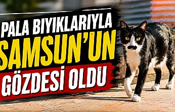Samsun'da bıyıklarıyla ünlenen sokak kedisi: Pala Remzi