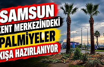 Samsun'da Cumhuriyet Meydanı'ndaki palmiye ağaçlarına sonbahar-kış bakımı