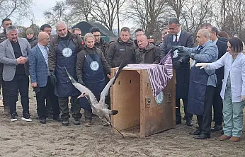 Samsun'da Doğaya Can Geldi! Yaban Hayvanları Salındı