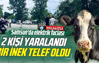 Samsun'da elektrik faciası: 2 kişi yaralandı, bir inek telef oldu