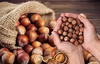 Samsun'da fındık 220 TL barajını aştı: İşte ilçe ilçe güncel fiyatlar!