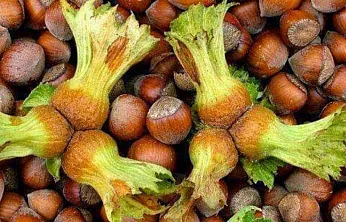 Samsun'da fındık fiyatları dengeli seyrediyor