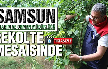 Samsun'da fındık rekolte çalışmaları başladı