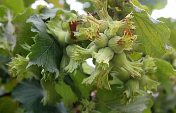 Samsun'da fındık üreticisi temkinli, gözler serbest piyasada