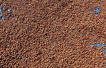 Samsun'da fındıkta bekleyiş Sürüyor: İşte güncel fındık fiyatları