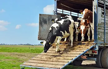 Samsun'da hayvan nakillerinde refah ve korunma eğitimi ile sınavı yapılacak