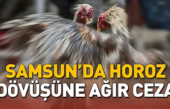 Samsun'da horoz dövüşüne ağır ceza