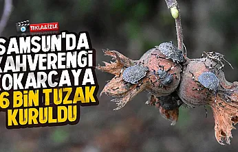 Samsun'da kahverengi kokarcaya 'Cezbet yok et' taktiğiyle 26 bin tuzak kuruldu