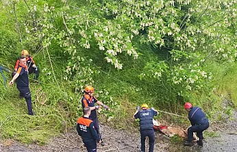 Samsun'da kayalıklara düşen düveler kurtarıldı