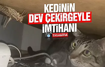 Samsun'da kedi ile dev çekirgenin nefes kesen karşılaşması
