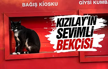 Samsun'da Kızılay Kiosku kedi tarafından korunuyor