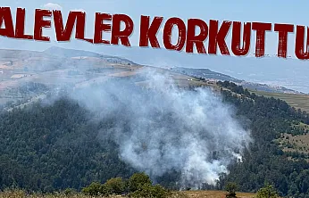 Samsun'da orman yangını