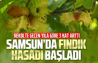 Samsun'da orta kesimlerde fındık hasadı başladı