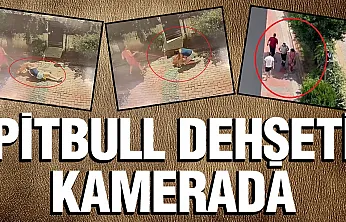 Samsun'da Pitbull Dehşeti Küçük Kız Yere Savruldu, Köpeği Ağır Yaralandı
