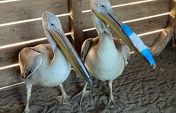 Samsun'da Tedavileri Tamamlanan Pelikanlar Doğaya Salındı