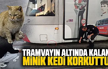 Samsun'da tramvayın altında kalan yavru kedi yürekleri ağza getirdi