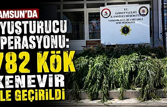 Samsun'da uyuşturucu operasyonu: Hasat edilmeye hazır 782 kök kenevir ele geçirildi