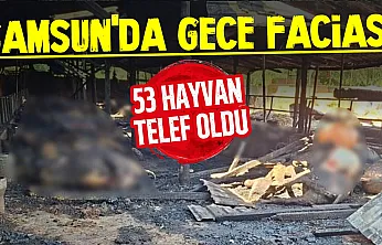 Samsun'da yangın: 53 büyükbaş hayvan telef oldu