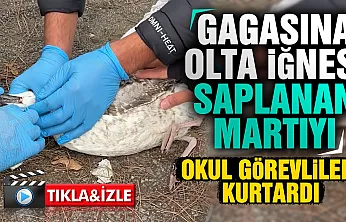 Samsun'da yaralı martıya okul görevlilerinden şefkat eli