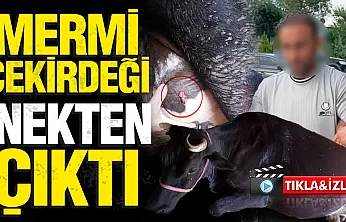 Samsun'daki ayva dalı cinayetinde gelişme ahırdaki inek de vurulmuş