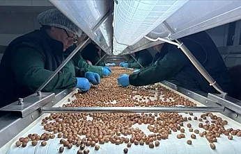 Samsun Fındık Fiyatları Arz Gücüyle Şekilleniyor