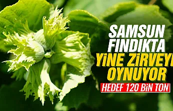 Samsun fındıkta tahtını kimseye bırakmıyor