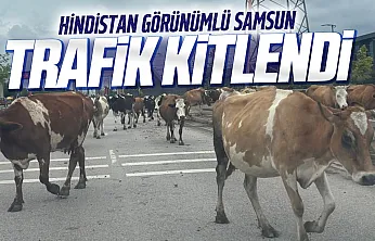 Samsun-Ordu yolunda inek sürüsü trafiği tehlikeye soktu